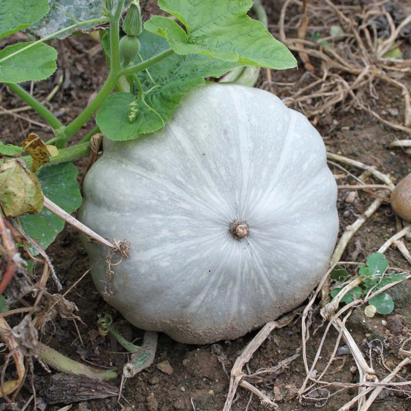 organic pumpkin seed oil
