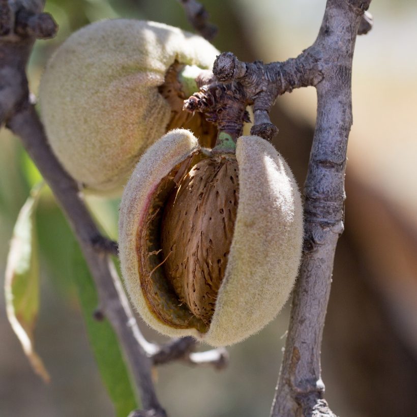 organic sweet almond oil