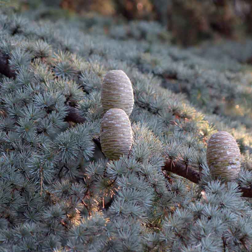 Cedarwood essential oil