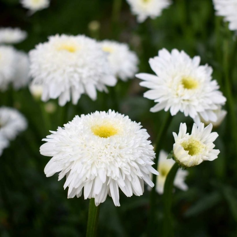 Certified Organic Chamomile Roman Oil