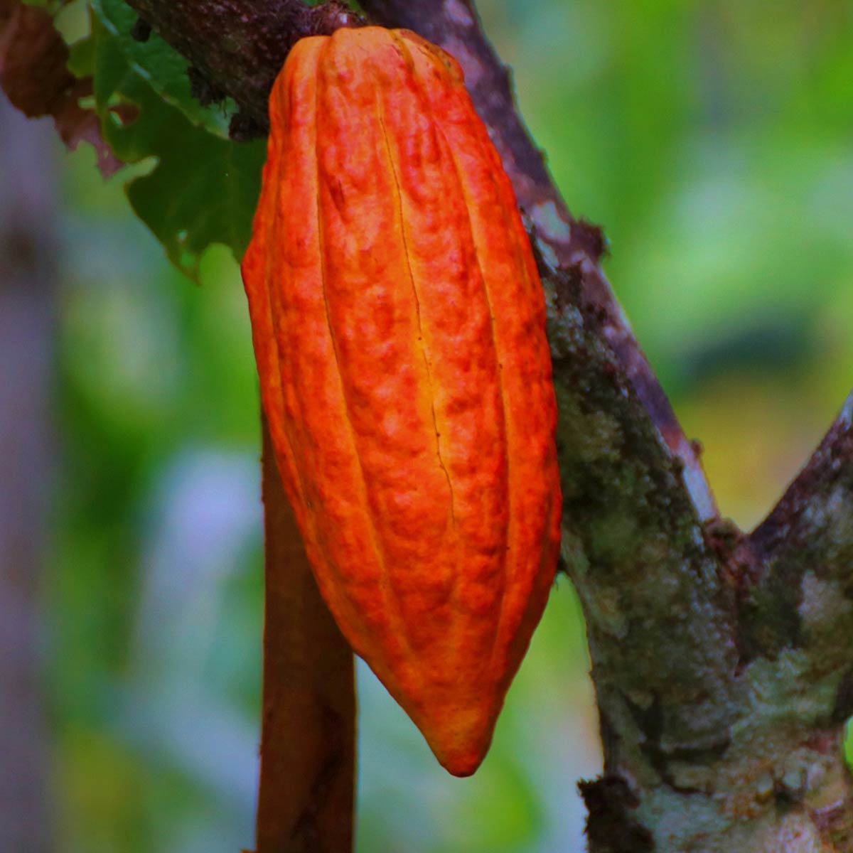 Organic Cocoa Butter 300 g