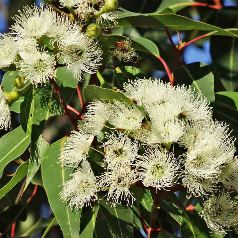 Eucalyptus essential oil