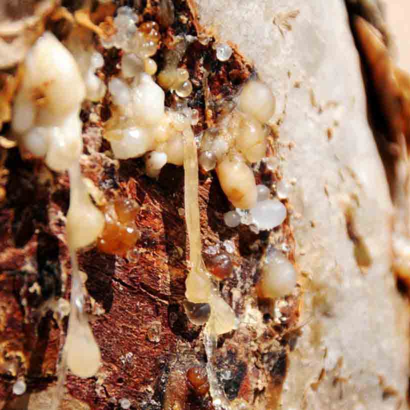 certified organic frankincense carterii oil