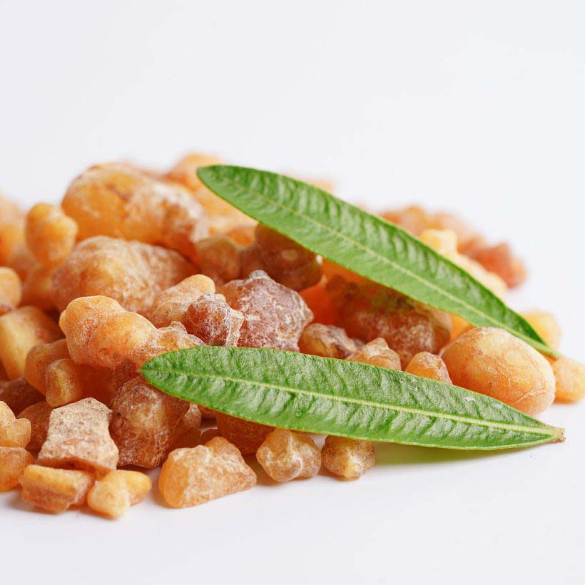 certified organic frankincense serrata oil