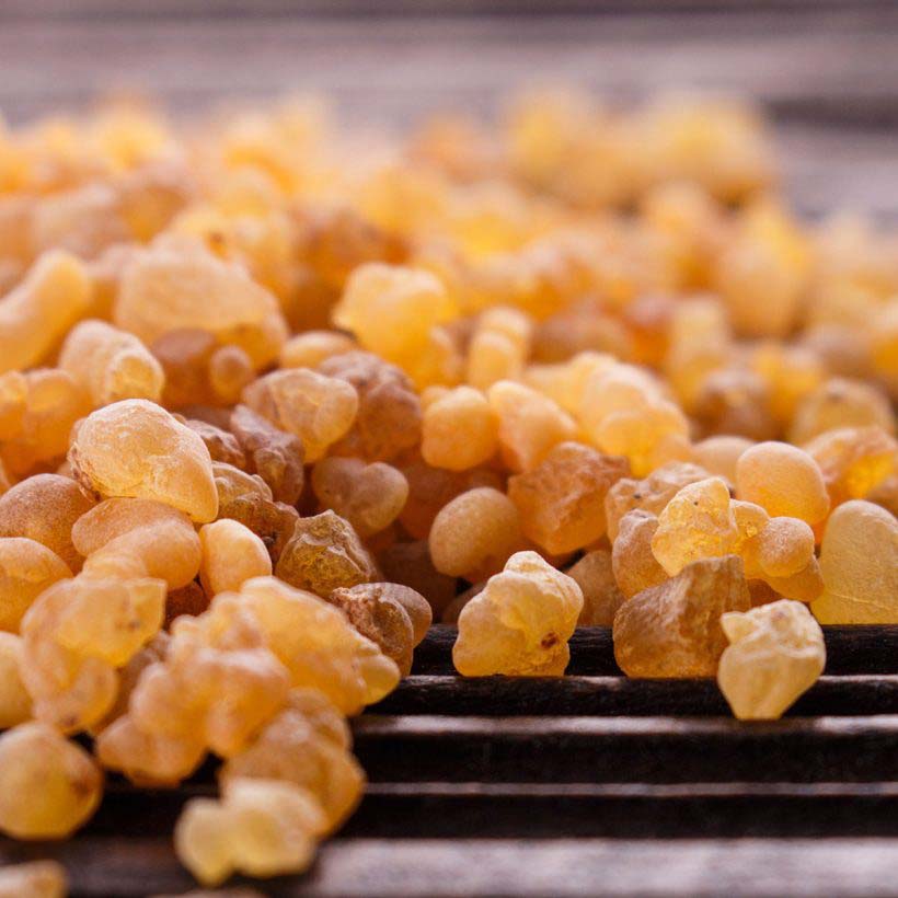 certified organic frankincense serrata oil