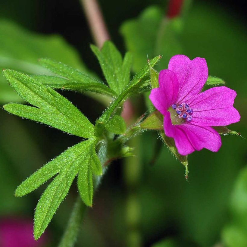certified organic geranium oil