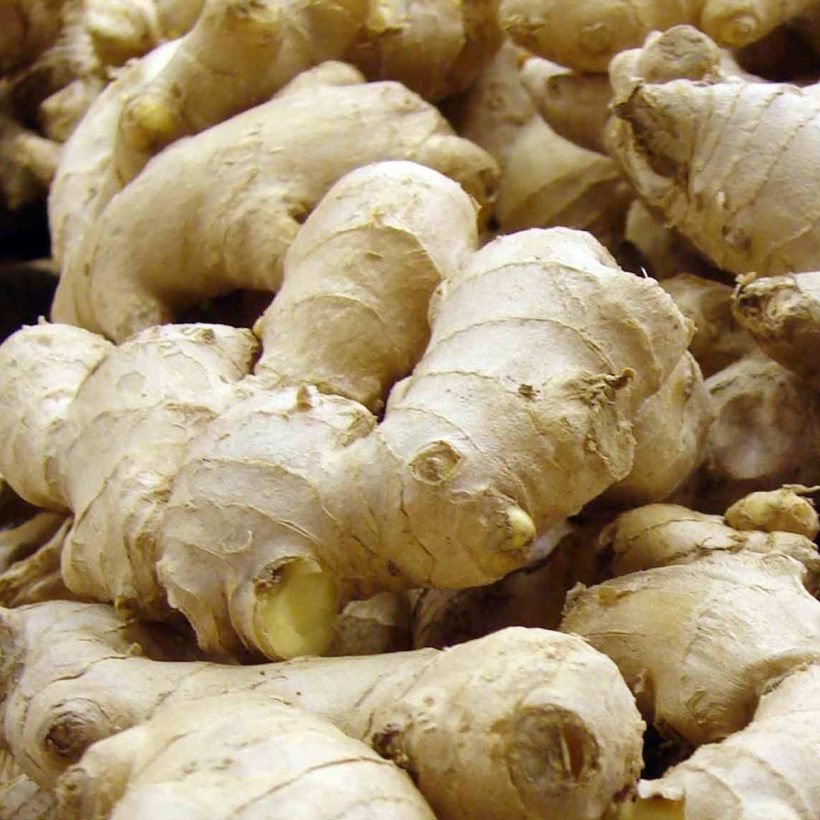 certified organic ginger oil