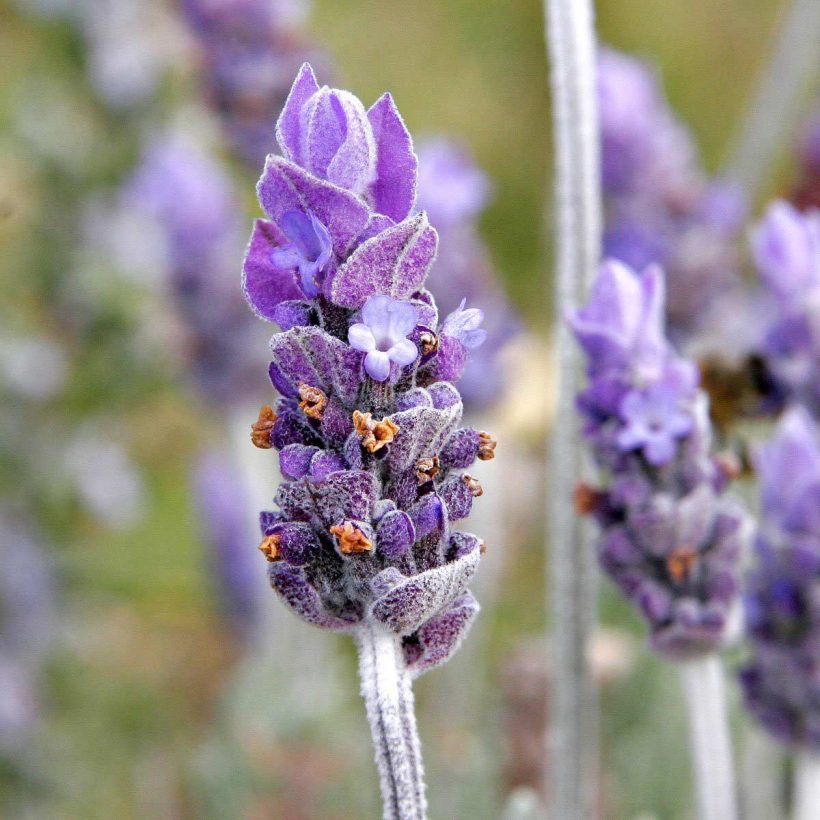 Certified Organic Lavender Oil