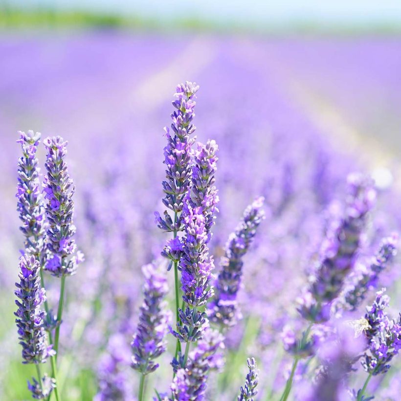 Certified Organic Lavender Oil