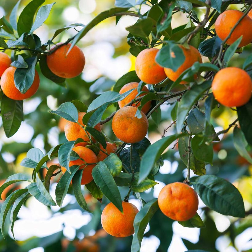 certified organic mandarin oil