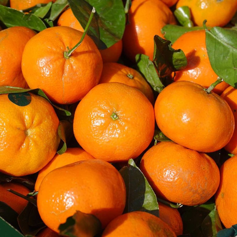 certified organic mandarin oil