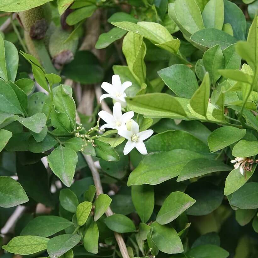 certified organic neroli oil
