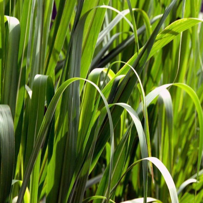 certified organic palmarosa oil