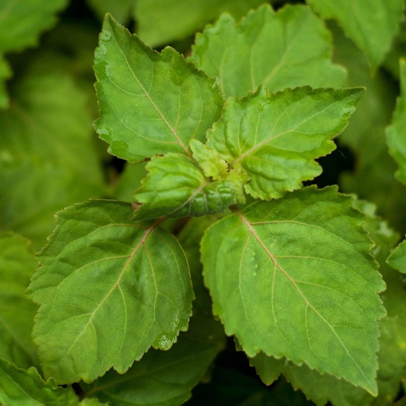 organic patchouli oil