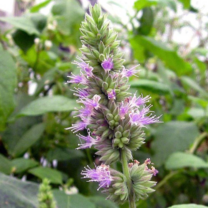 organic patchouli oil