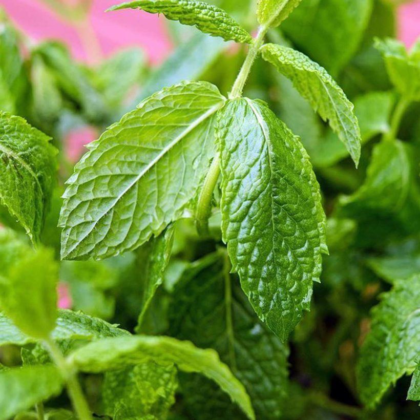 certified organic mint - peppermint oil