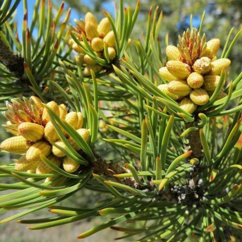 certified organic pine tree oil