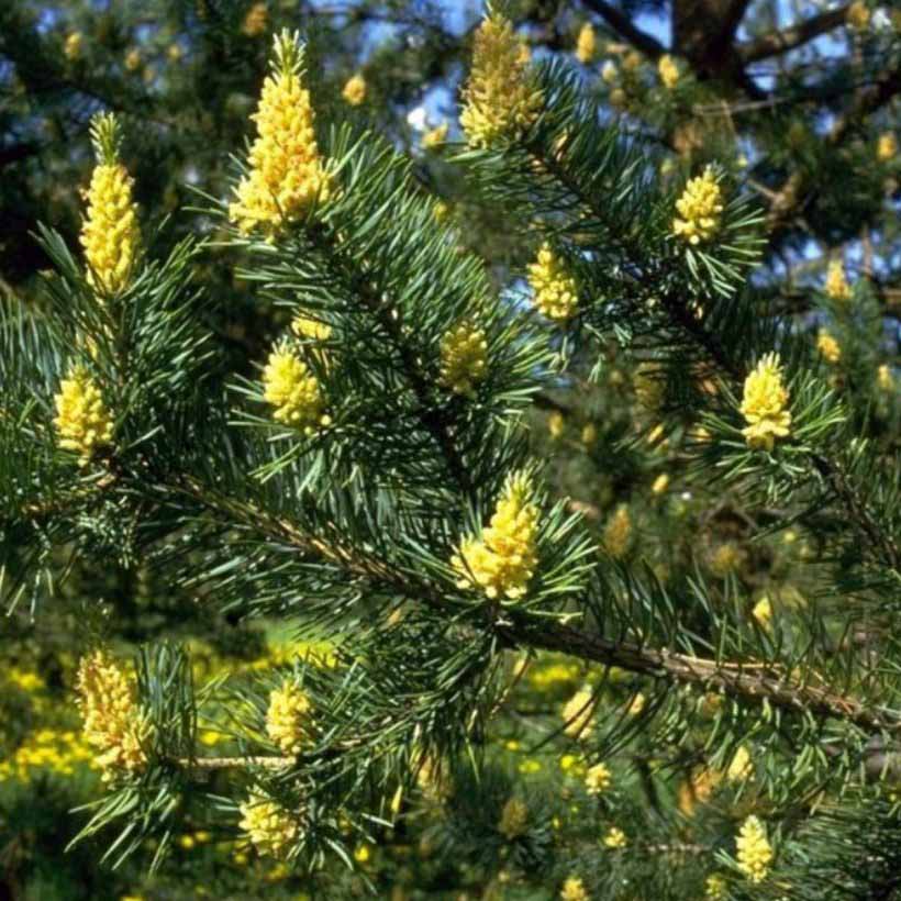 certified organic pine tree oil