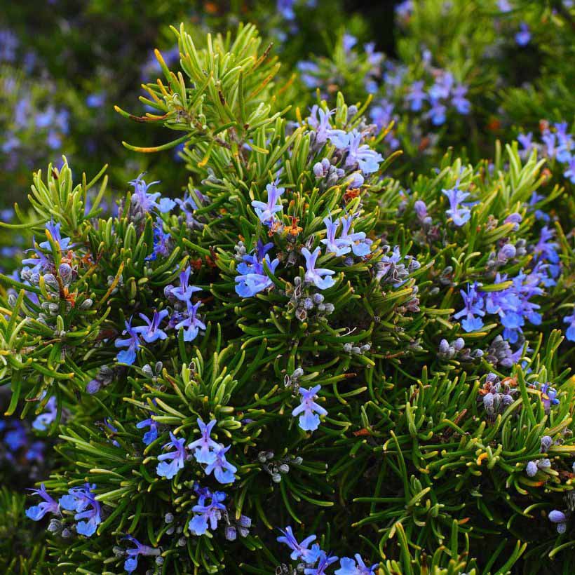 certified organic rosemary oil