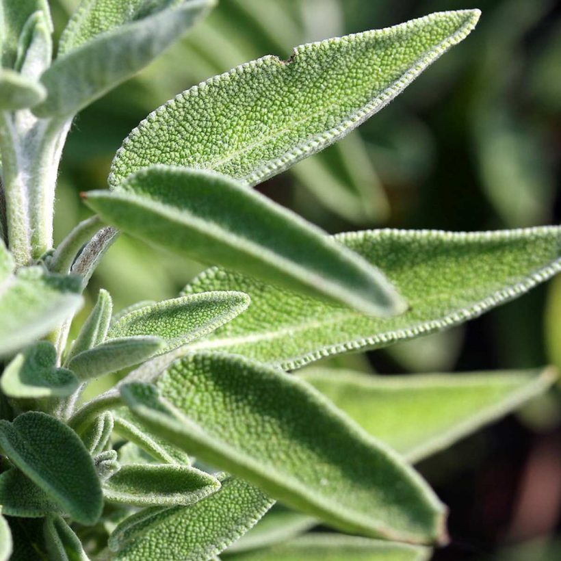 certified organic sage oil