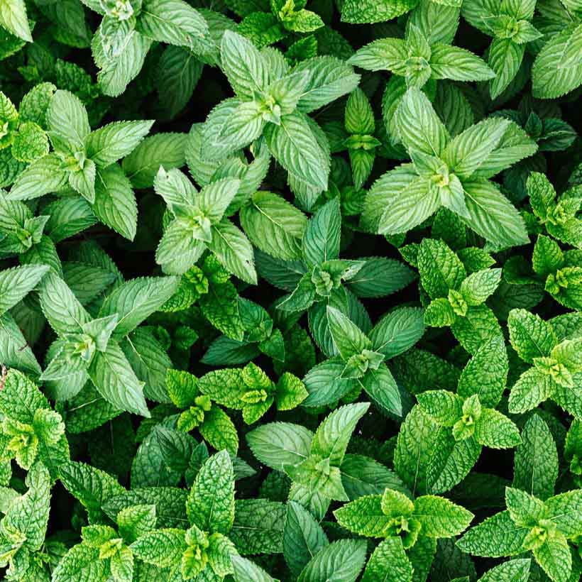 certified organic st.john's wort oil