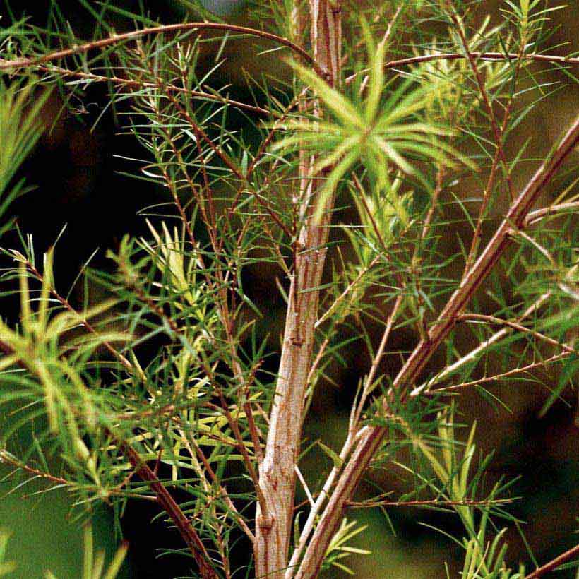 certified organic tea tree oil