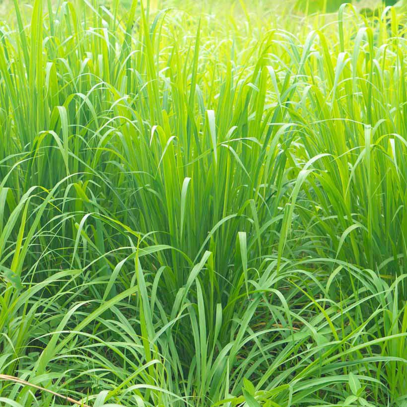 certified organic vetiver oil