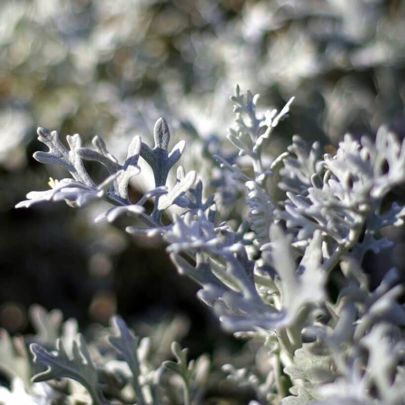 certified organic wormwood oil