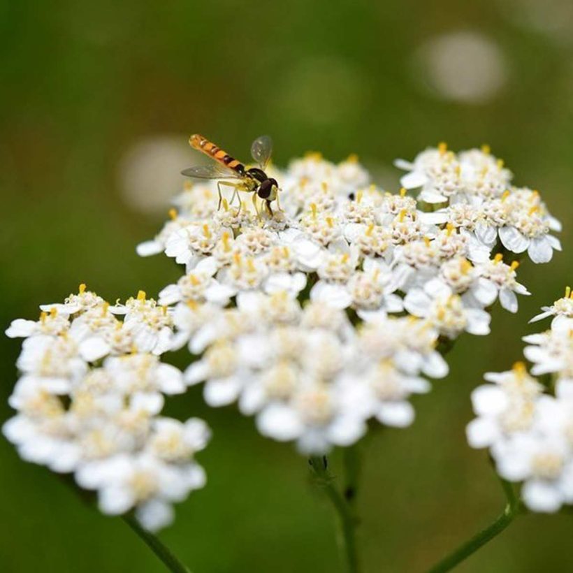 certified organic yarrow blue oil
