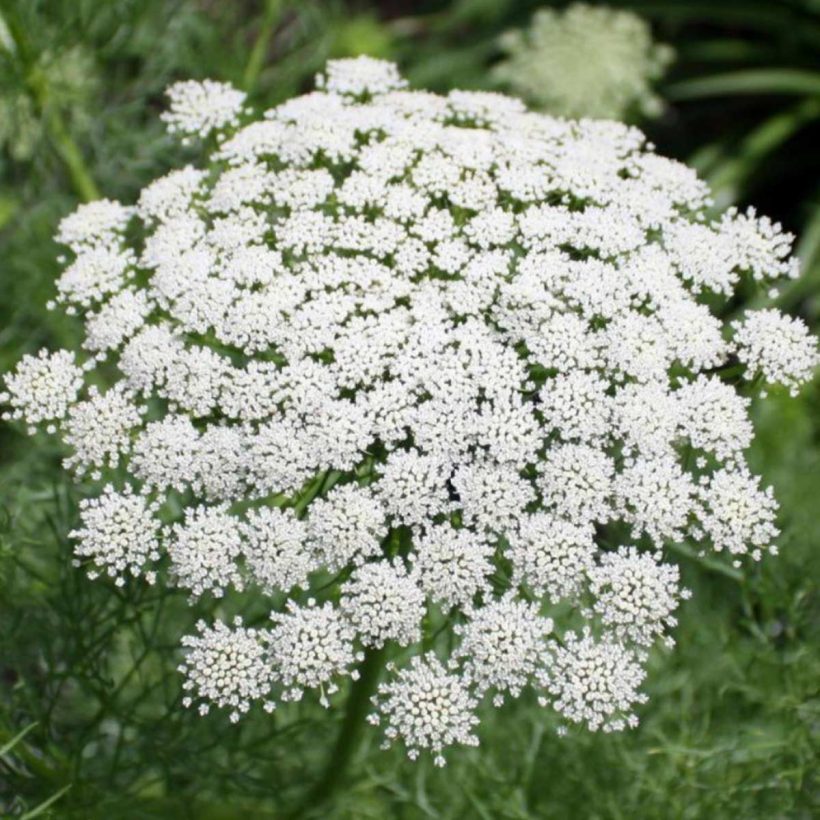 certified organic yarrow blue oil