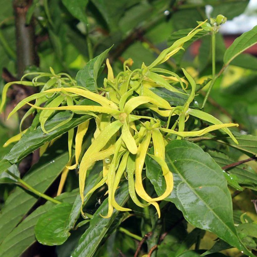 certified organic ylang-ylang oil