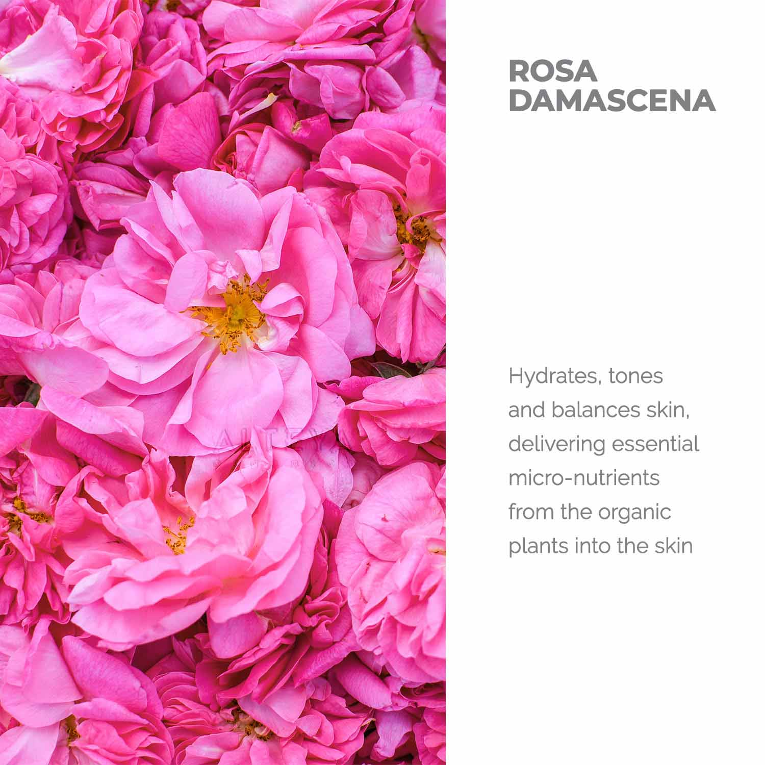 rosa damascena-rose-water-hydrates,tones