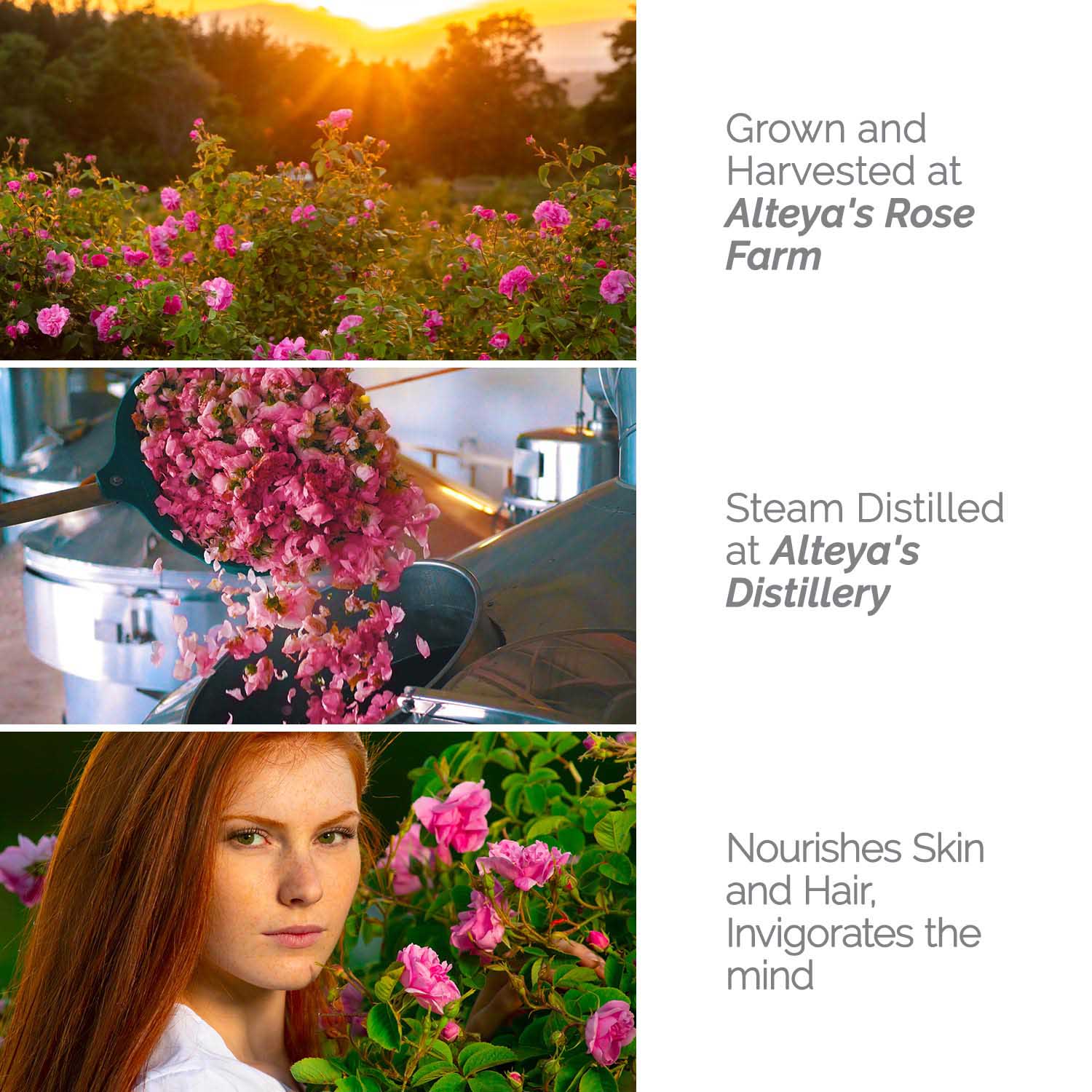 rose water-nourishes skin