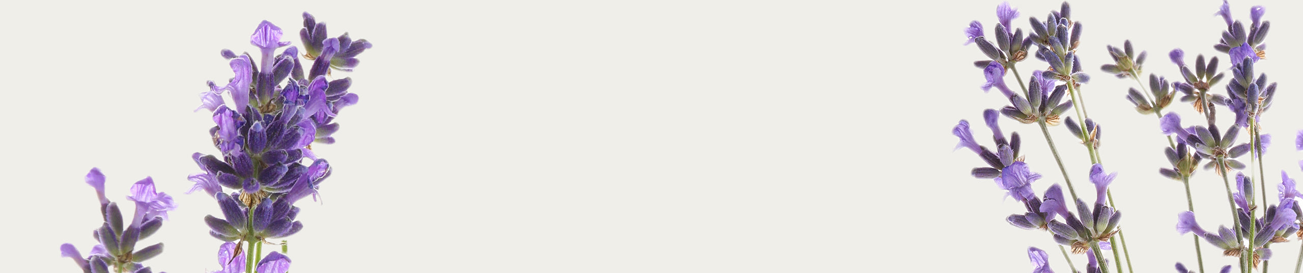 Rose-Waters_lavender