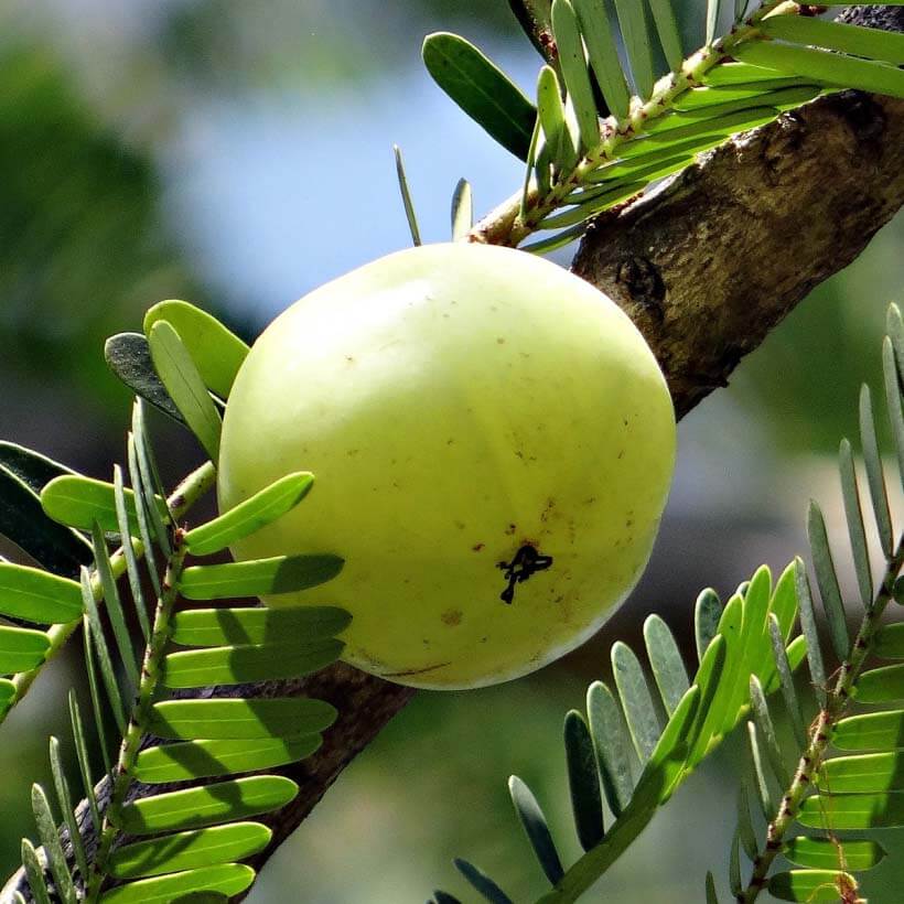 certified organic amla oil