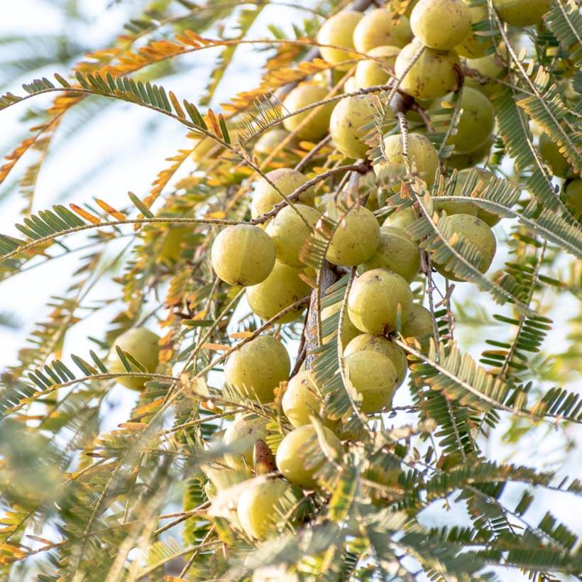 certified organic amla oil