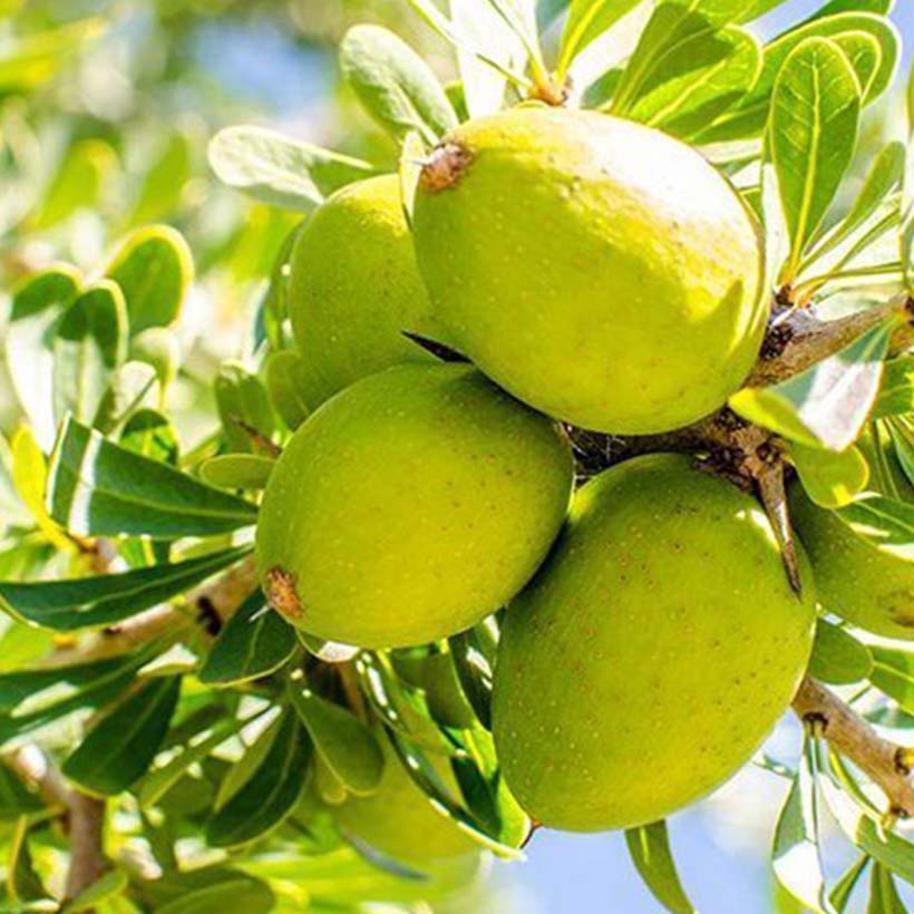 certified organic argan oil