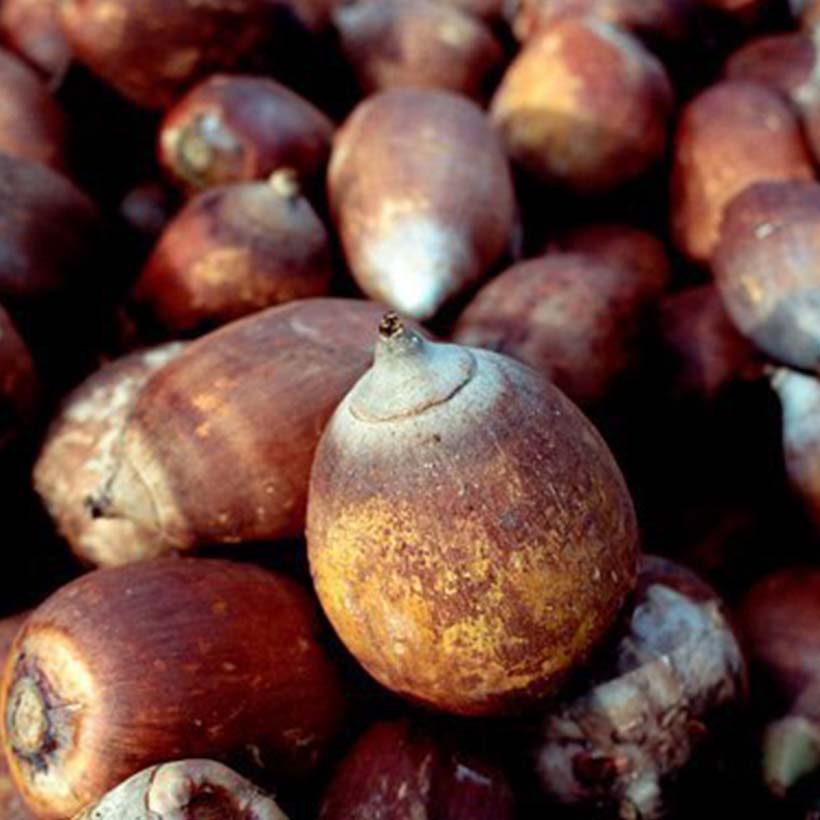 certified organic babassu oil