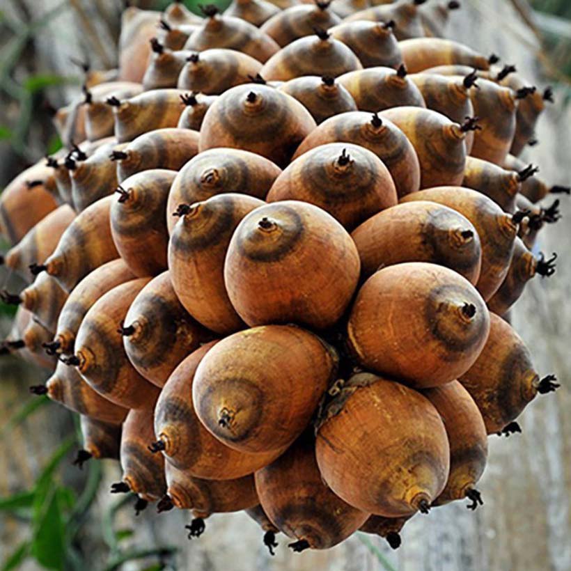 certified organic babassu oil