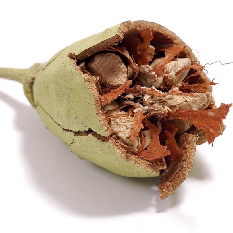 certified organic baobab oil
