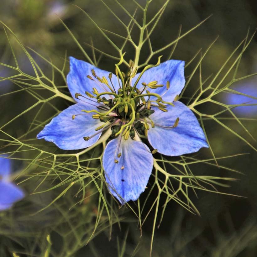 certified organic black seed (black cumin) oil