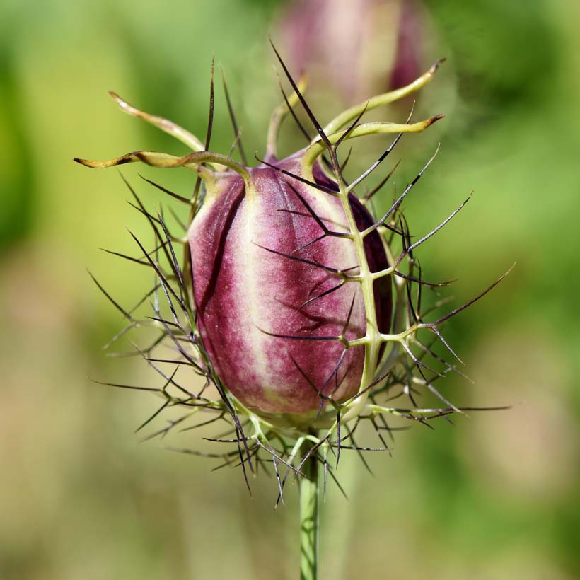 certified organic black seed (black cumin) oil