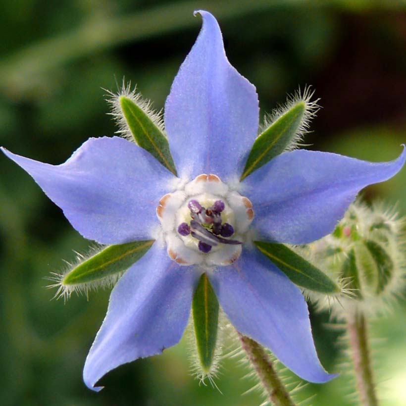 certified organic borage oil