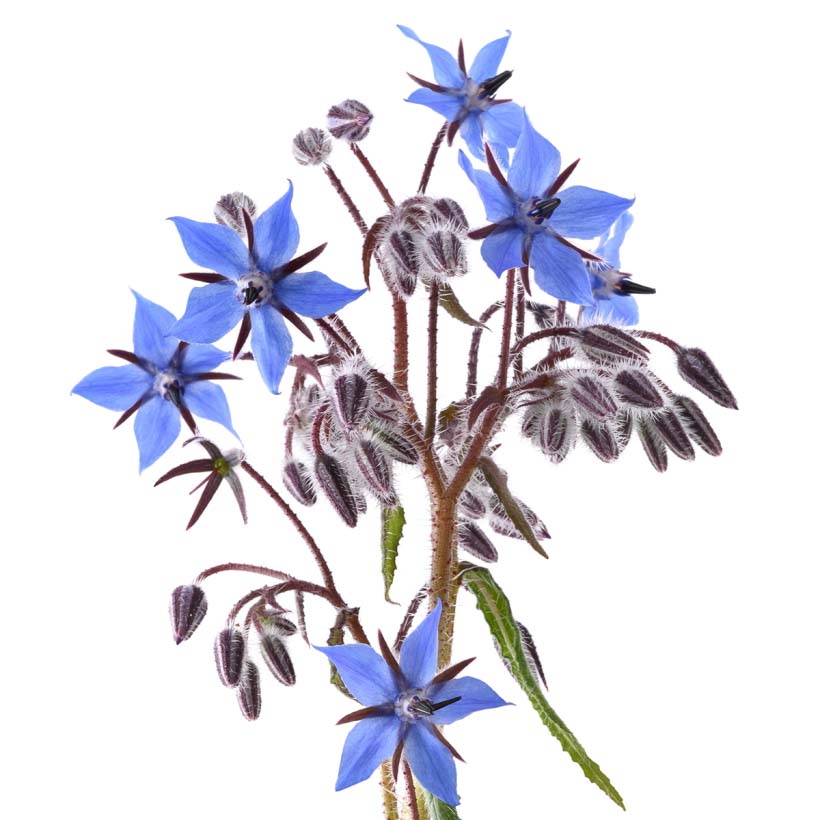 certified organic borage oil