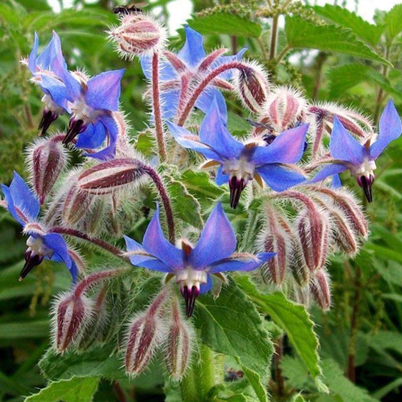 certified organic borage oil
