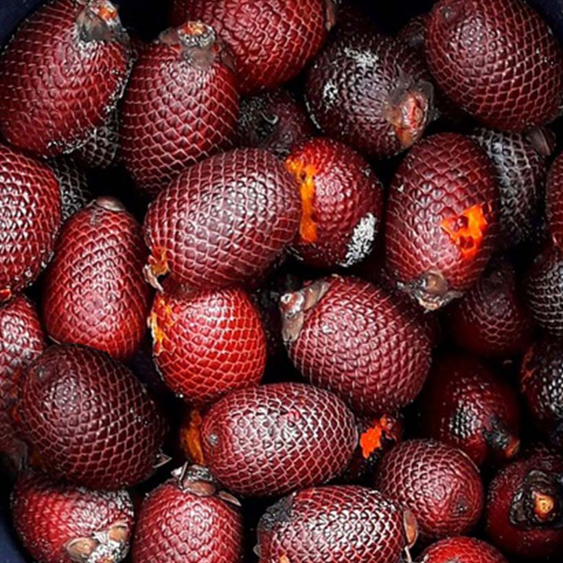 certified organic buriti оil