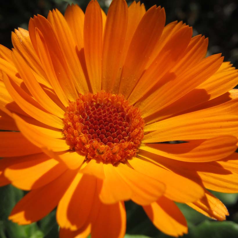 certified organic calendula oil