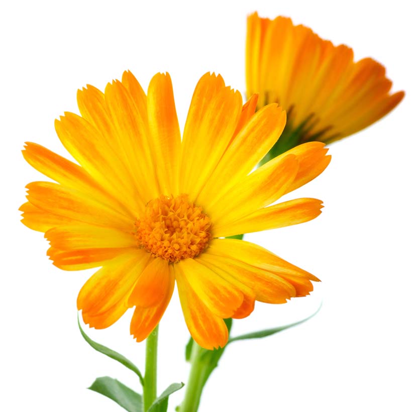 certified organic calendula oil