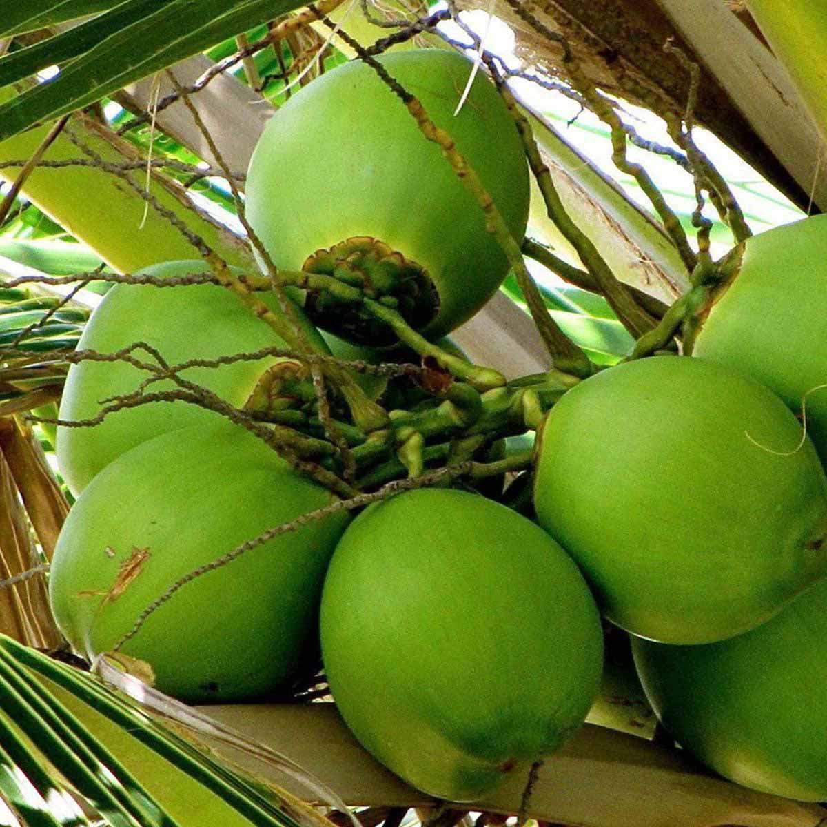 organic-carrier-oils-organic-coconut-oil