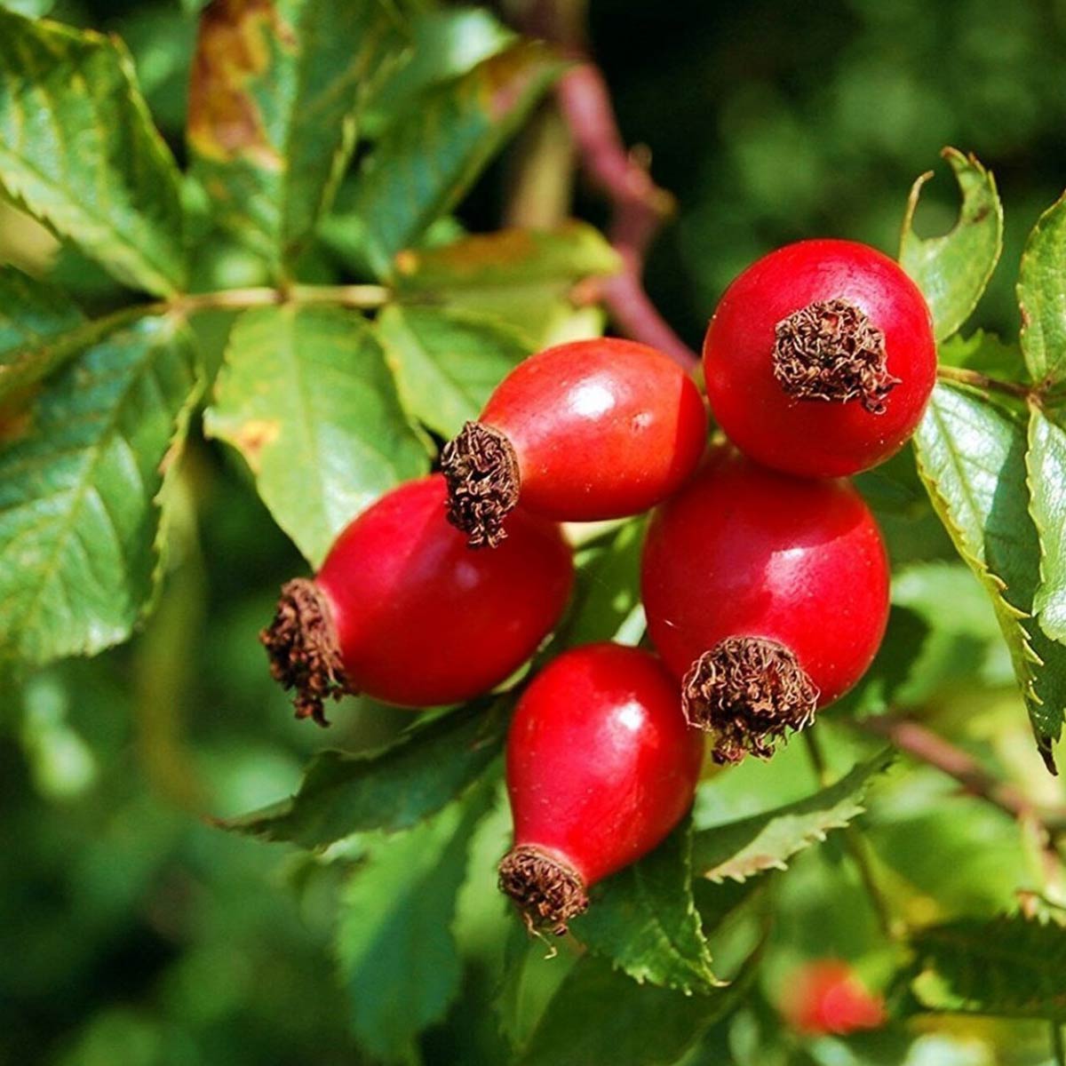 Organic Rosehip Seed Oil 20ml with pipette